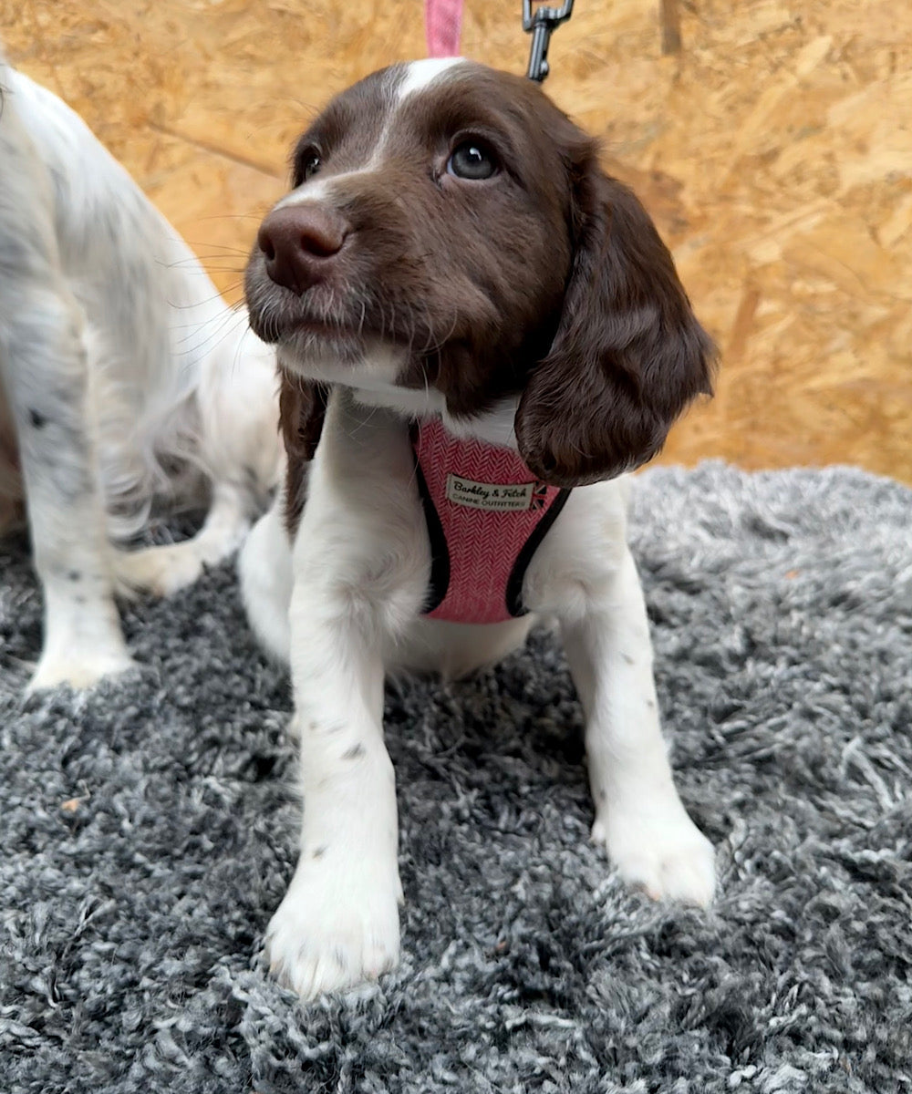 Dog wearing a pink harness on a gray carpet with a wooden wall in the background