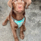 Handmade Turquoise and Grey Tartan Dog Harness chocolate lab