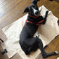 whippet dog lying down on a fleece settle mat in the Barkley And Fetch store looking up to the camera wearing a colour block orange harness handmade in the UK by Barkley And Fetch