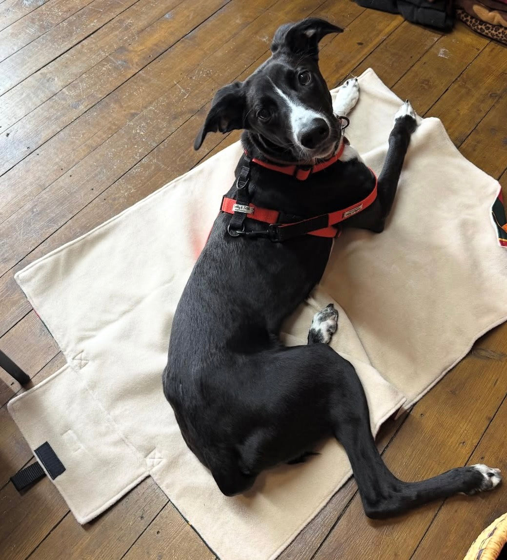 whippet dog lying down on a fleece settle mat in the Barkley And Fetch store looking up to the camera wearing a colour block orange harness handmade in the UK by Barkley And Fetch