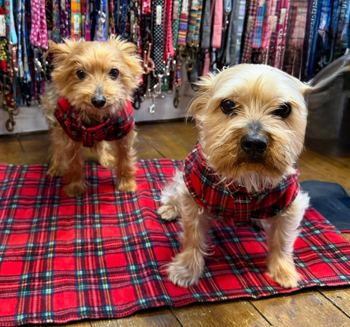 Two small dogs wearing plaid vests on a red checkered blanket with a background of dog collars handmade by Barkley And Fetch