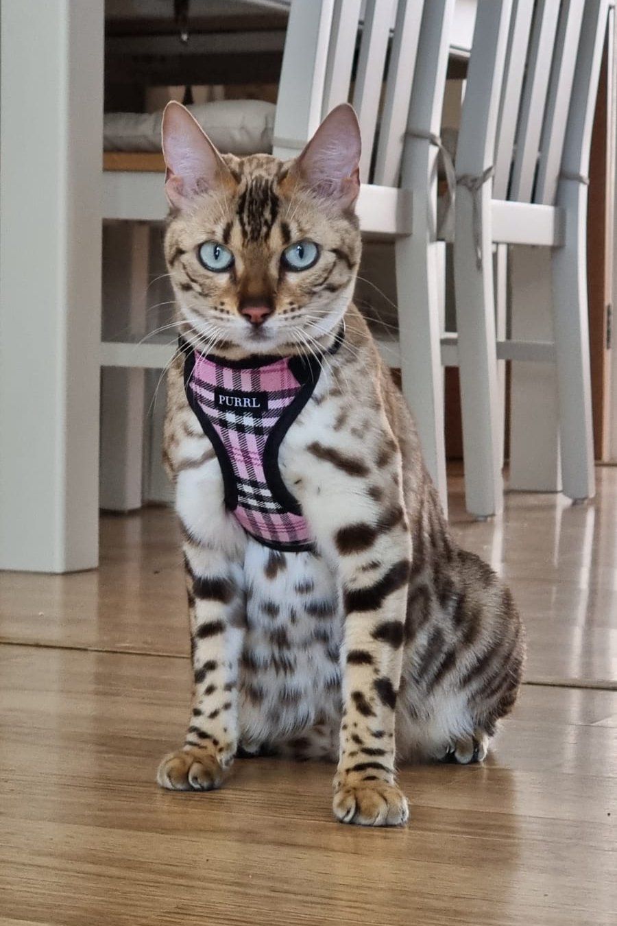 bengal cat in a dining room wearing a pink check cat harness by PURRL handmade by Barkley And Fetch