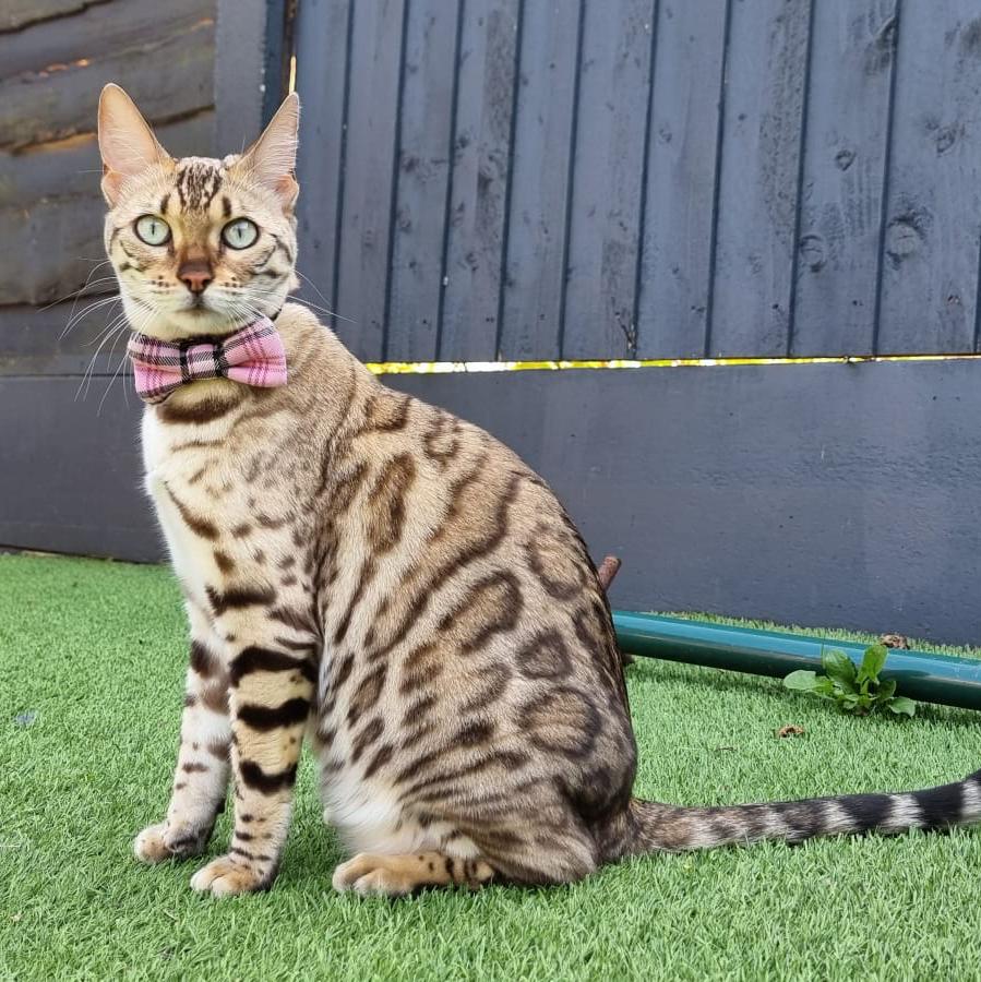 bengal cat on grass staring at the camera wearing a bow tie by PURRL handmade by Barkley and fetch