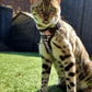 Bengal cat in a garden wearing a purrl handmade cat harness