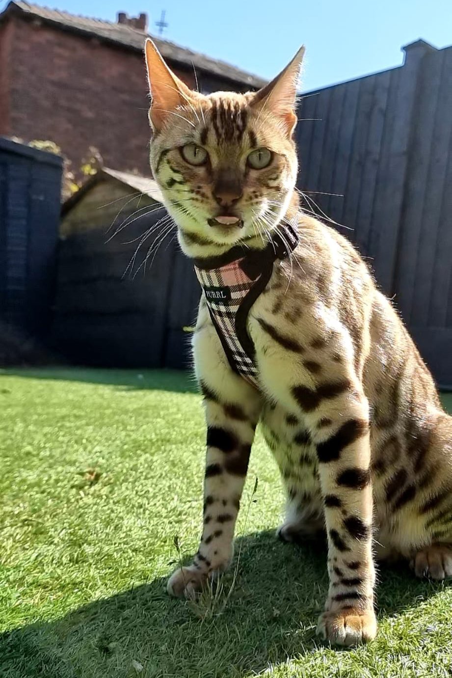 Bengal cat in a garden wearing a purrl handmade cat harness
