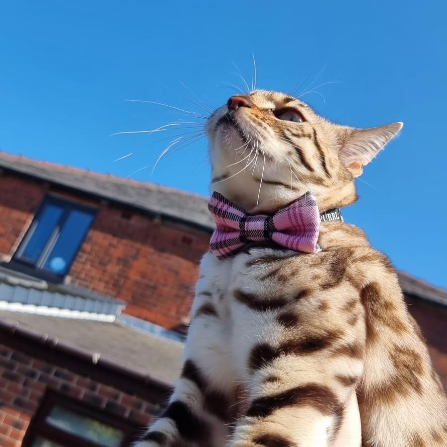 bengal cat looking up to blue sy wearing pink bow tie by PURRL handmade by Barkley and fetch