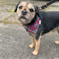 Dog wearing a colorful bandana on a leash, standing on a pavement.