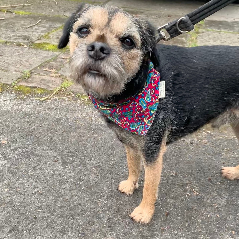 Dog wearing a colorful bandana on a leash, standing on a pavement.