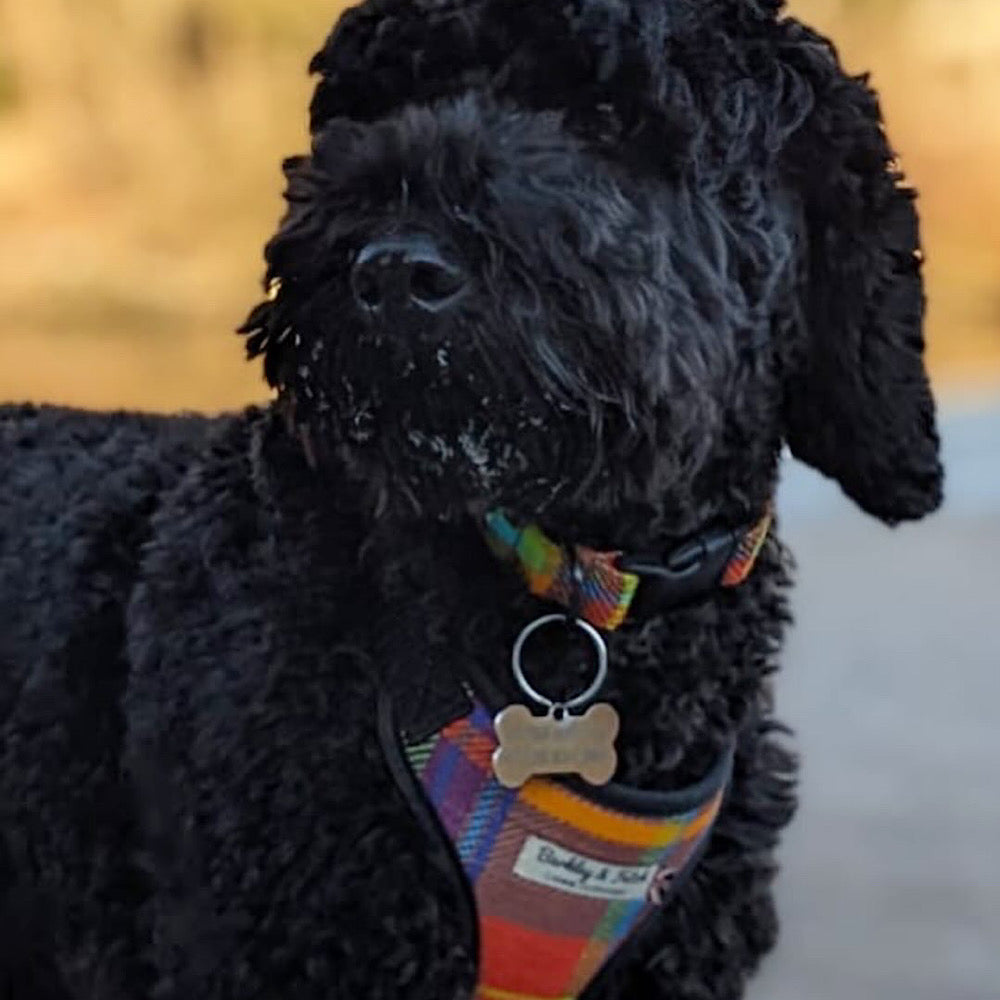 Black dog wearing a colorful harness with a blurred background