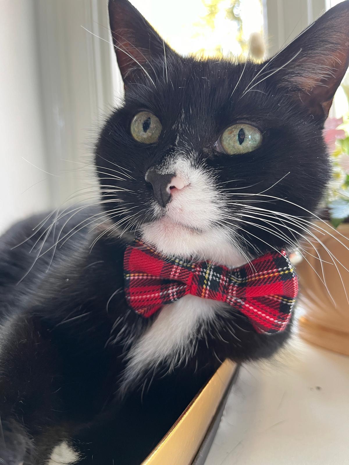 black and white cat wearing PURRL red tartan bowtie handmade in the UK by Barkley And Fetch