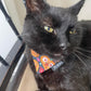 black cat in pumpkin bandana lying on a chair