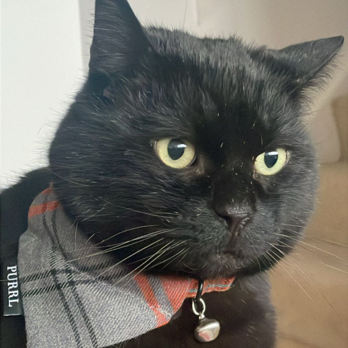 Black cat wearing a plaid bandana with a visible brand label on a neutral background British handmade by Barkley and Fetch - PURRL KIT FOR YOUR CAT