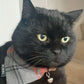 Orange/Grey Tartan Cat Collar and accessories