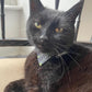 black cat in halloween bandana on a chair looking to camera