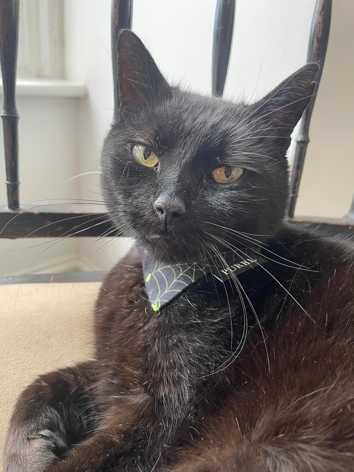 black cat in halloween bandana on a chair looking to camera