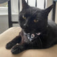 black cat sat on velvet chair looking at camera in PURRL bandana handmade in the UK by Barkley And Fetch