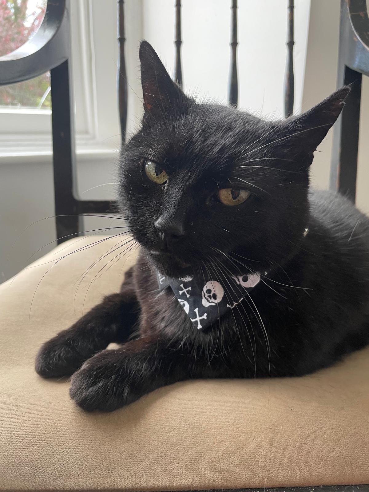 black cat sat on velvet chair looking at camera in PURRL bandana handmade in the UK by Barkley And Fetch