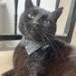 black cat wearing halloween bandana sat on a chair