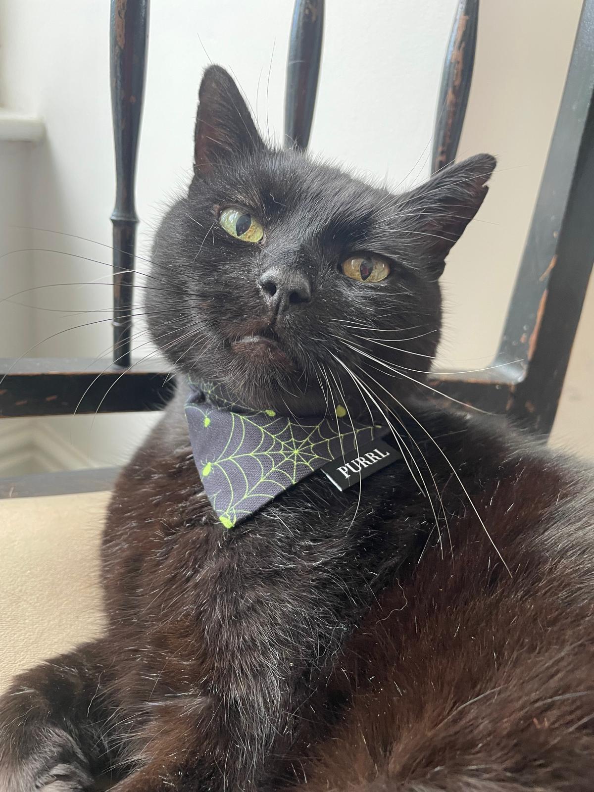 black cat wearing halloween bandana sat on a chair