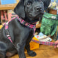 Black puppy wearing a colorful harness in a store setting