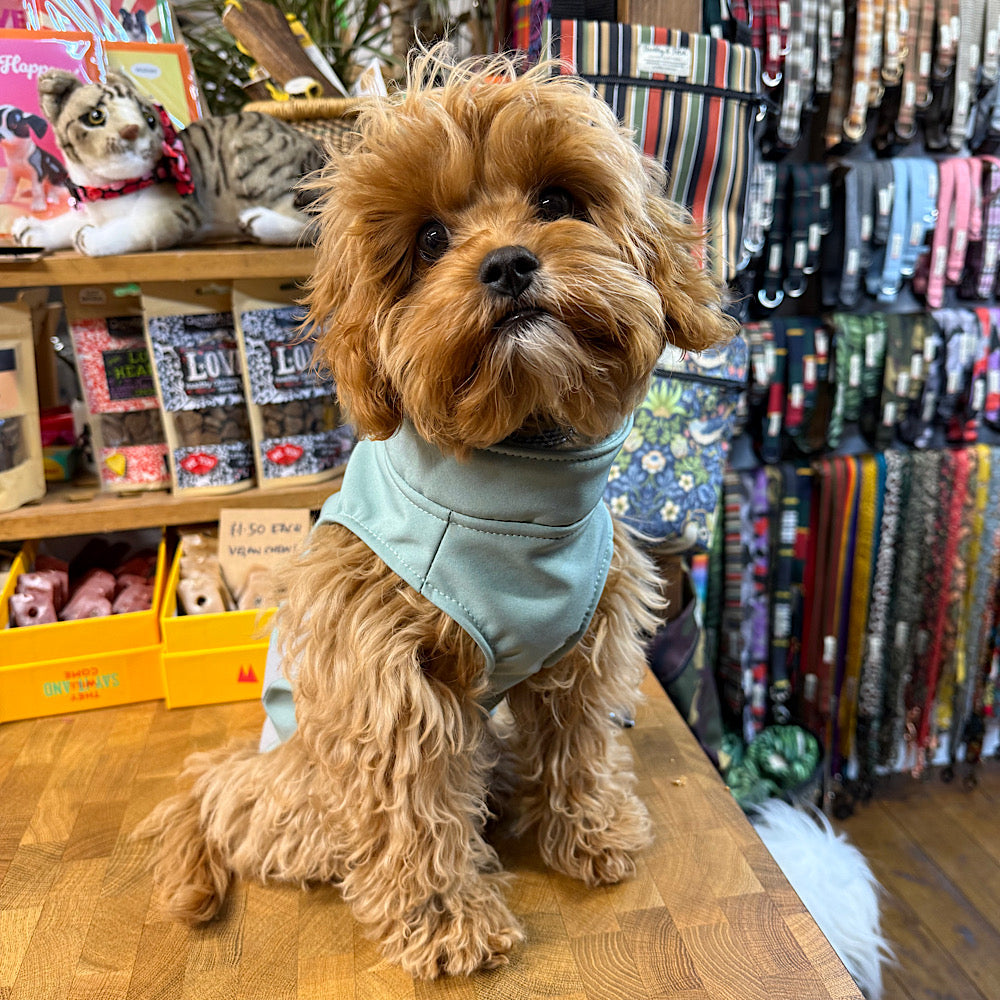 Small dog wearing a light green coat in a store with pet supplies in the background