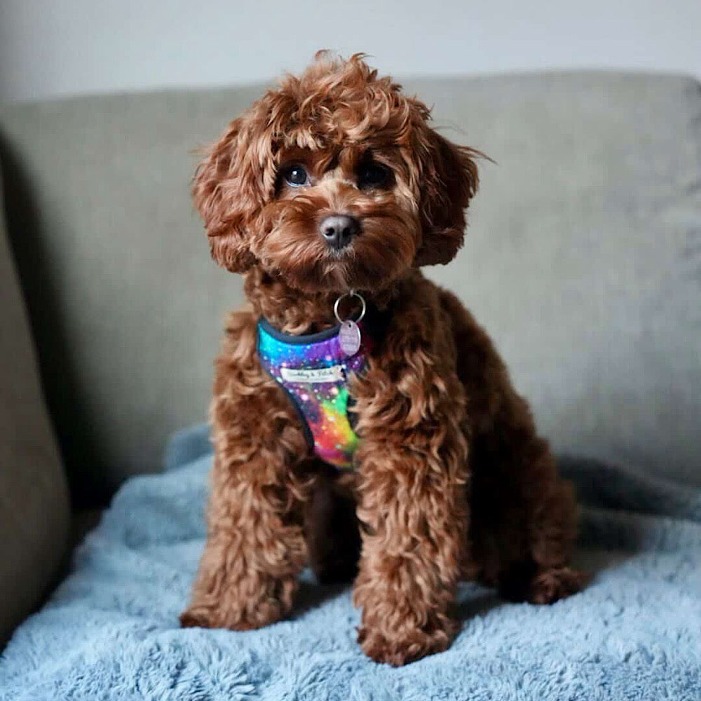 Rainbow Galaxy Fabric Harness