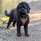 Black dog wearing a colorful harness standing on a path with a blurred natural background