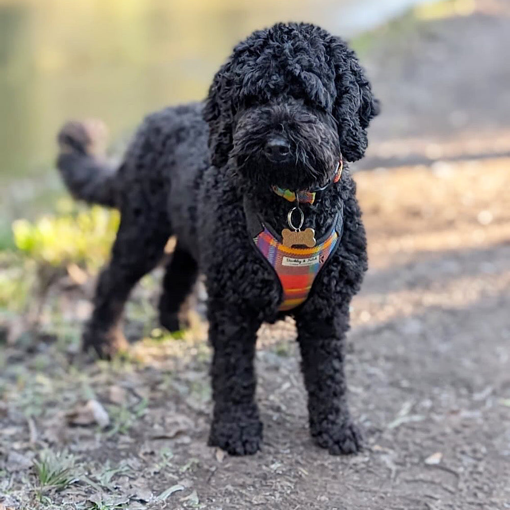 Black dog wearing a colorful harness standing on a path with a blurred natural background
