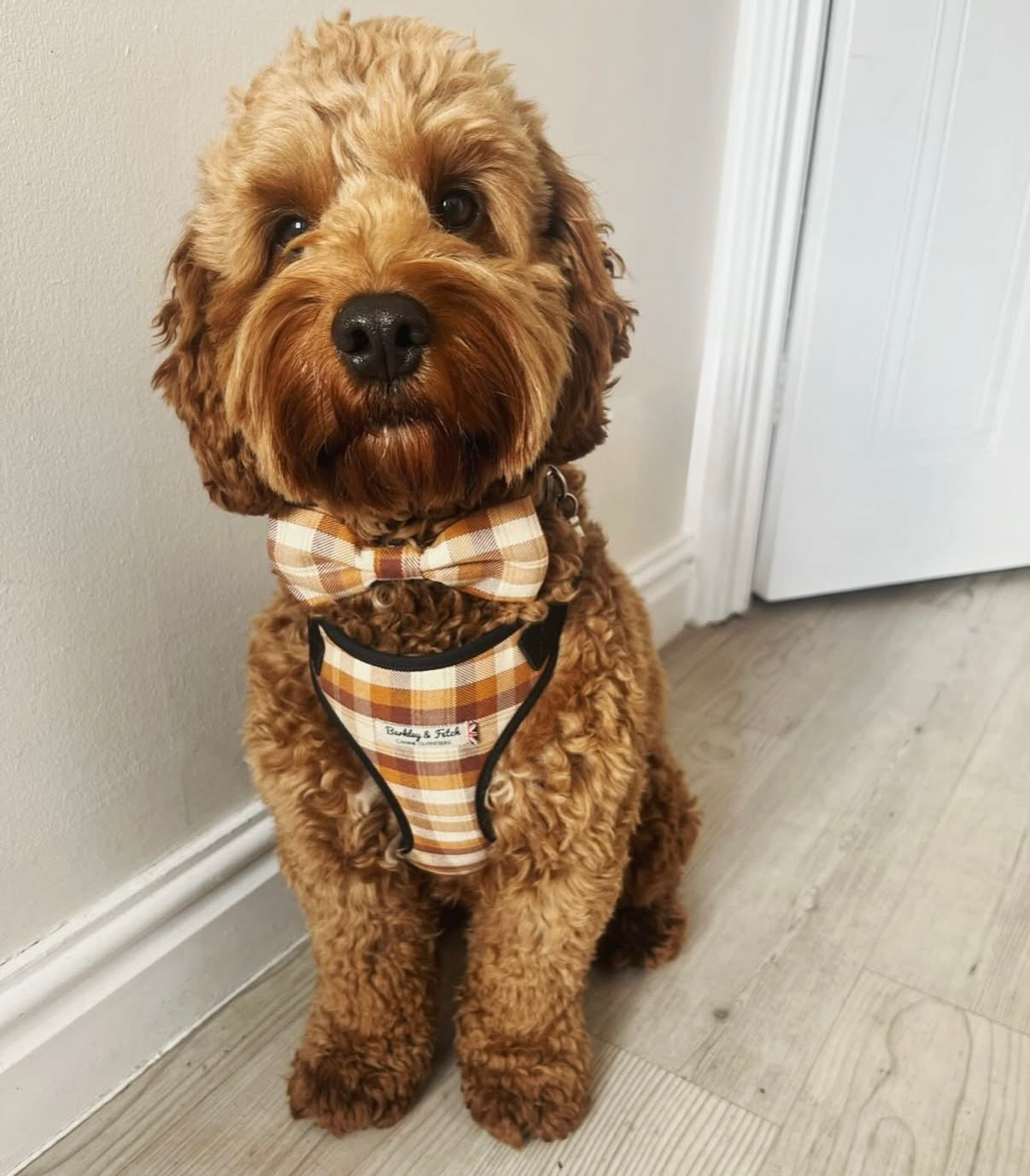 Brown dog wearing a plaid bow tie and harness sitting on a wooden floor handmade by barkley and fetch uk