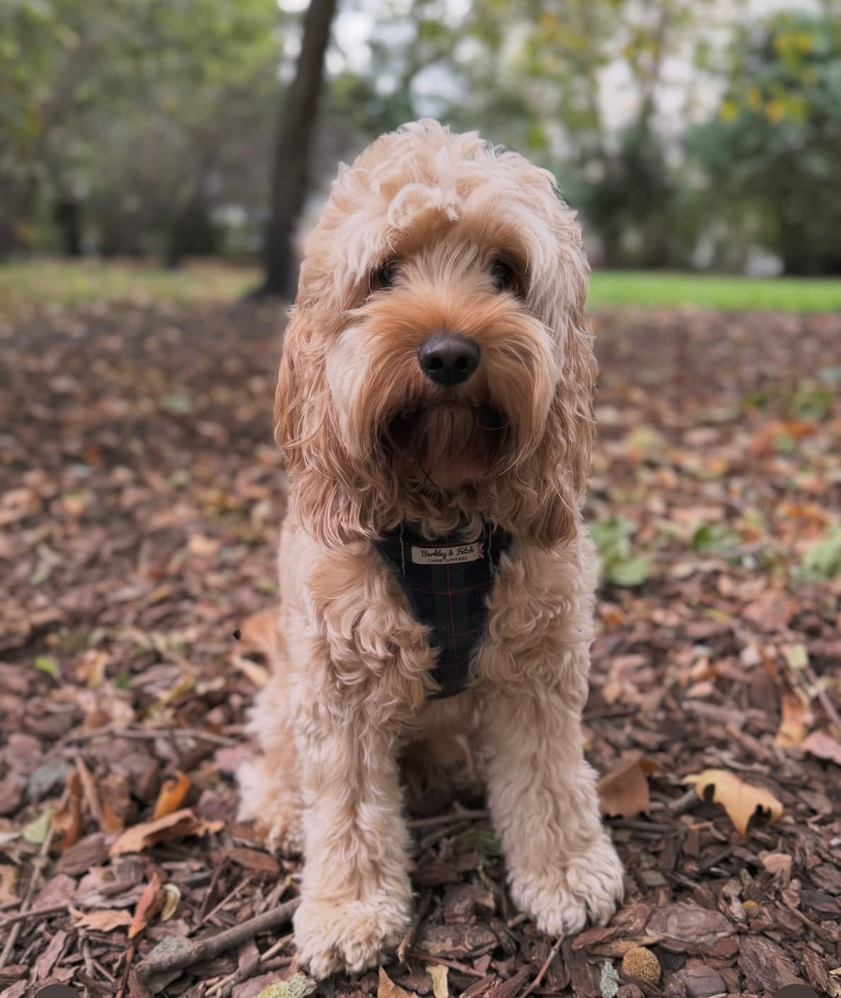 Dog sitting on a leaf-covered ground with trees in the background handmade by barkley and fetch uk