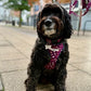 Dog wearing a harness with a colorful pattern, sitting on a sidewalk handmade in the uk by barkley and fetch