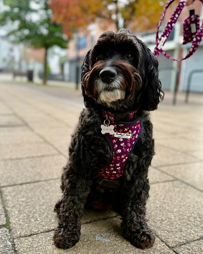 Dog wearing a harness with a colorful pattern, sitting on a sidewalk handmade in the uk by barkley and fetch