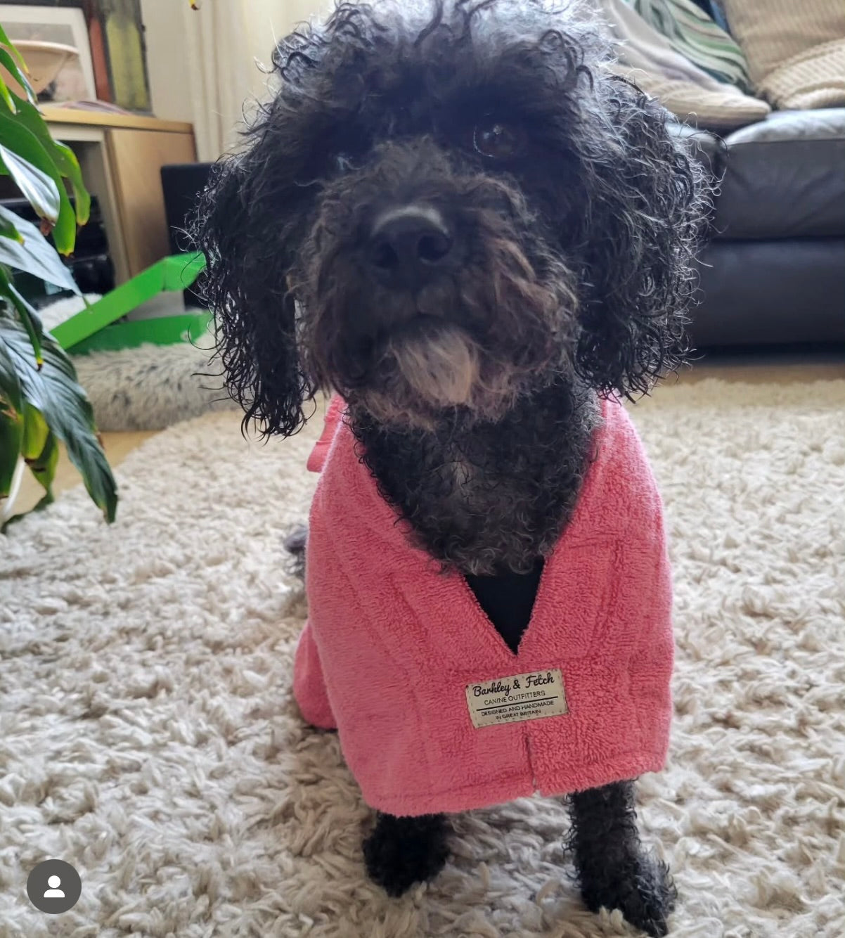 black cockapoo in a pink bathrobe on a tufty rug in front of a leather sofa