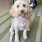 White dog with a pink plaid bandana standing on a striped rug.