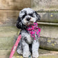 Small dog with a pink plaid bow tie sitting on wooden steps.