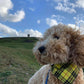 Yellow Tartan Dog Bandana