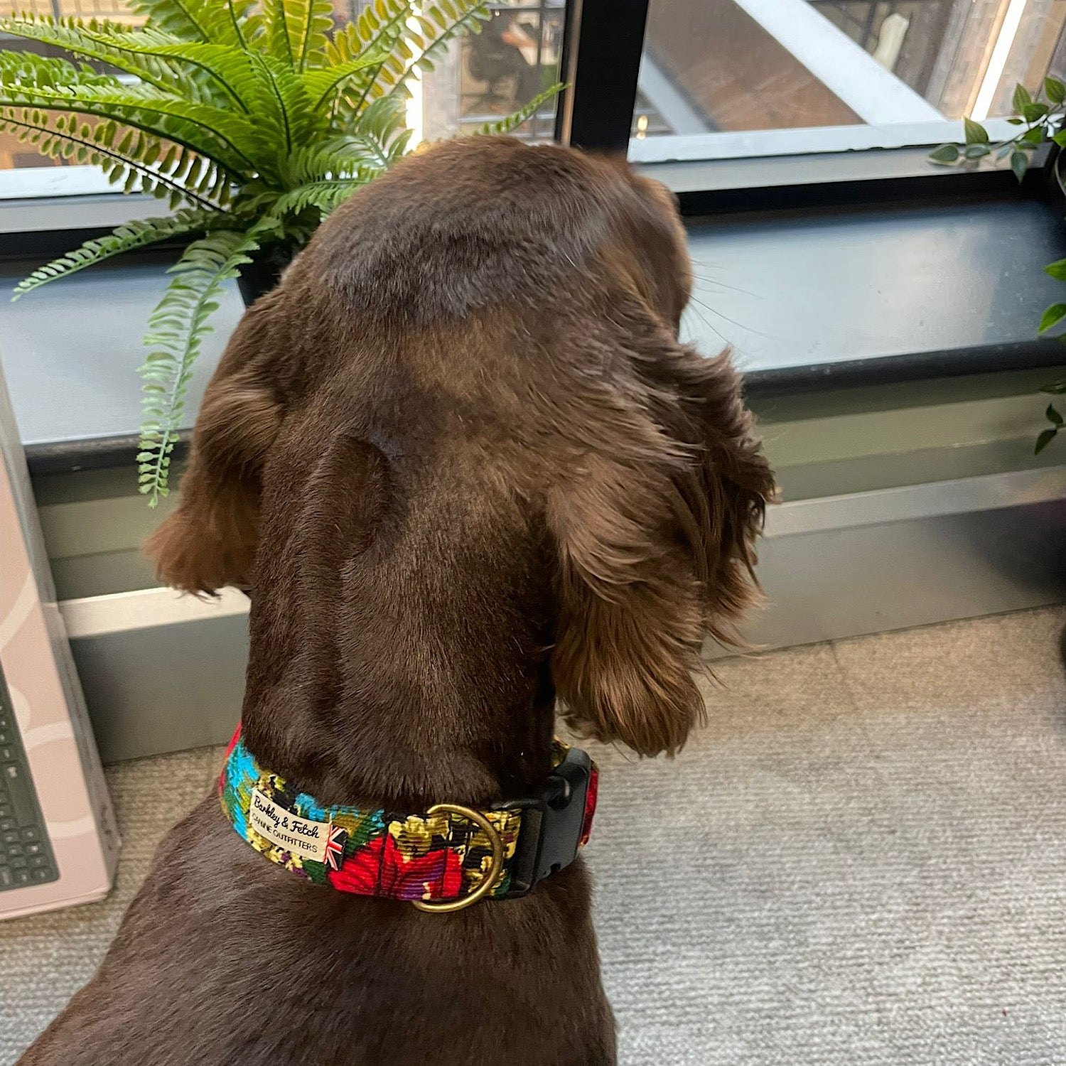 Brown dog wearing a colorful collar indoors with a plant in the background