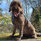 Brown dog on a leash sitting on a wooden platform with trees in the background handmade by barkley and fetch uk