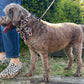 Dog on a leash standing next to a person wearing leopard print shoes in an outdoor setting.
