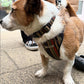 corgi Dog wearing a striped harness on a sidewalk Stylish black-beige printed harness with padded mesh and adjustable straps. Lightweight, comfy and perfect for daily walks.