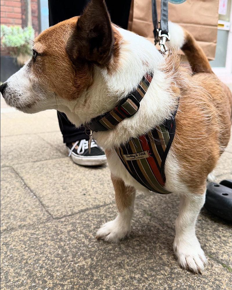 corgi Dog wearing a striped harness on a sidewalk Stylish black-beige printed harness with padded mesh and adjustable straps. Lightweight, comfy and perfect for daily walks.