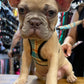 Seabreeze Check Dog Harness