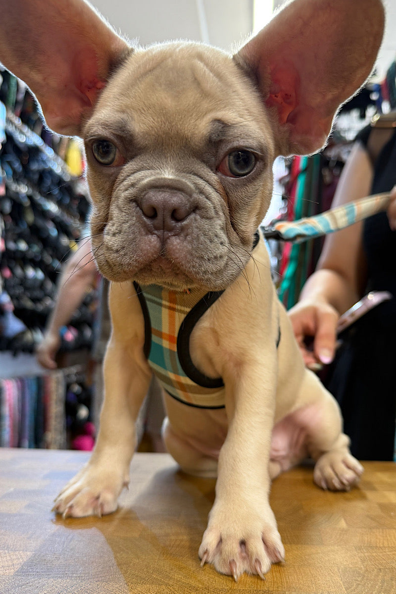 Seabreeze Check Dog Harness