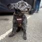 Small gray dog wearing a harness on a street handmade by Barkley and fetch uk