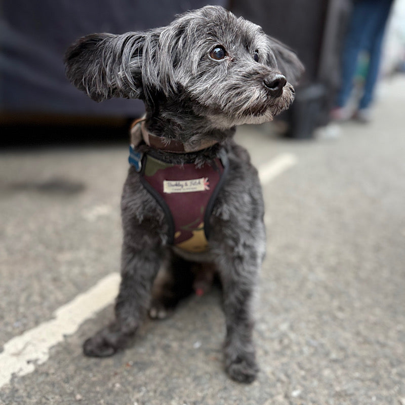 Small gray dog wearing a harness on a street handmade by Barkley and fetch uk