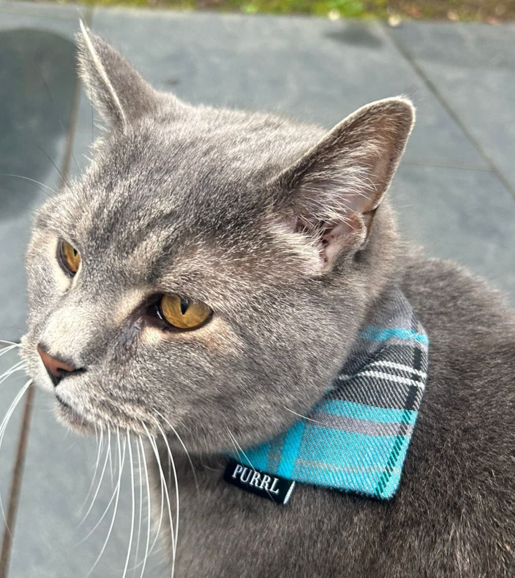 grey cat outside wearing PURRL bandana