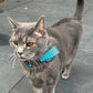 grey cat standing up wearing turquoise PURRL bandana handmade by Barkley And Fetch
