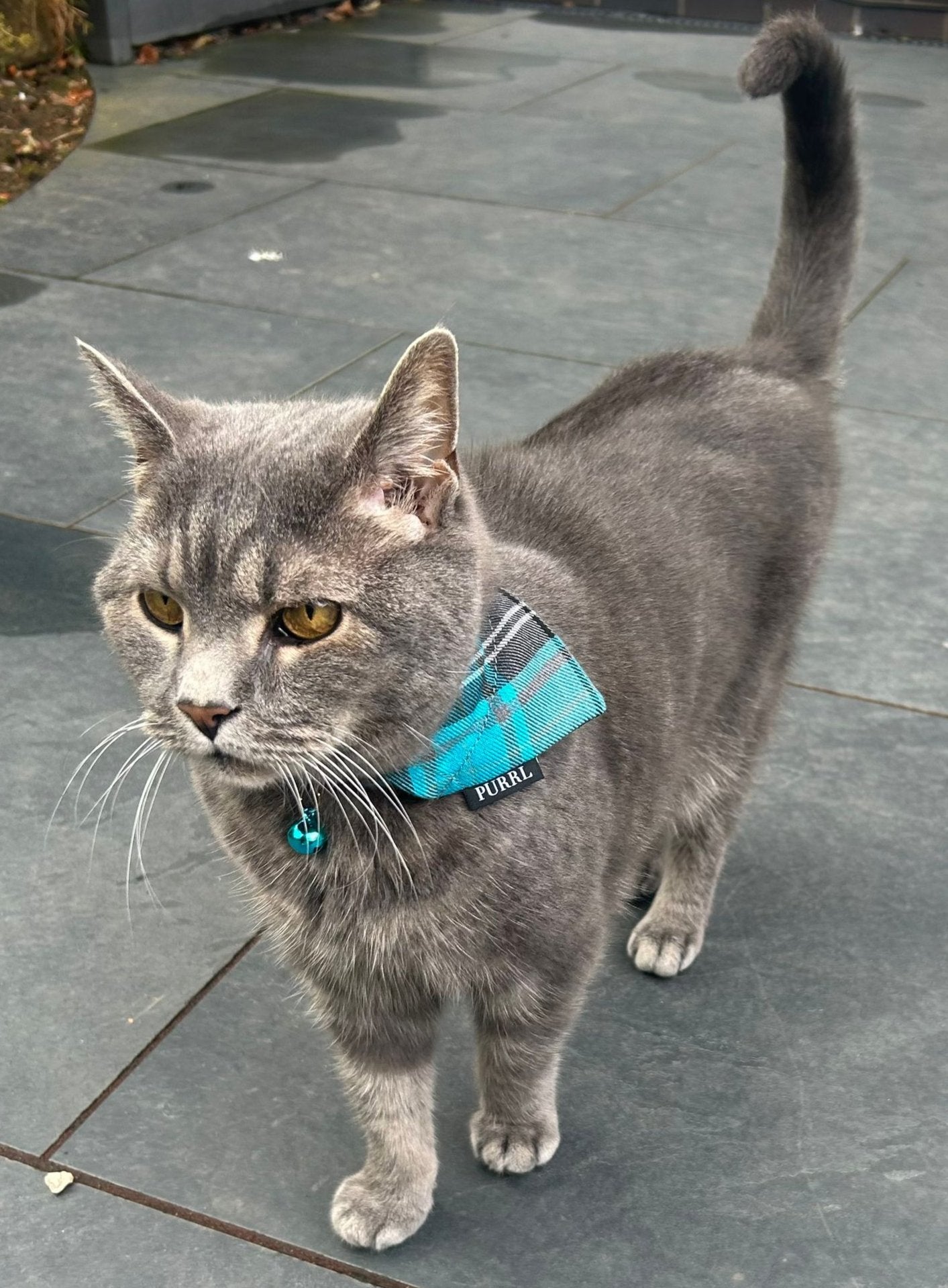 grey cat standing up wearing turquoise PURRL bandana handmade by Barkley And Fetch