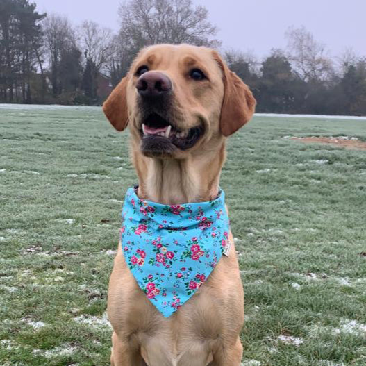 Dog wearing a blue floral bandana in a grassy field