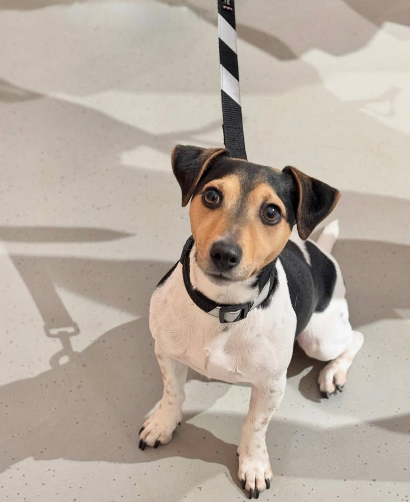 Small dog on a leash standing on a textured surface